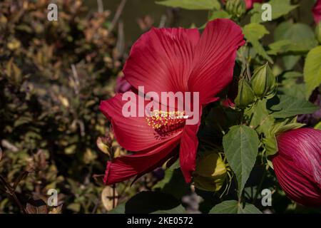 Hibiscus mosscheutos Southern Belle Hibrid Foto Stock