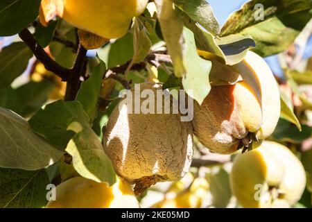 Mela cotogna marcio. Frutta infetta di mela cotogna. Monilinia fruttigena cotogna. Messa a fuoco morbida. Foto Stock