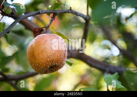 Mela marcietta. Frutta infetta di mele. Mela fruttigena Monilinia. Messa a fuoco morbida. Foto Stock