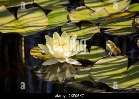 Giglio d'acqua , Ninfea ‘Chromatella’ , Ninfea , giglio d'acqua bianco giallastro Foto Stock