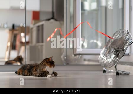 Ventilatore elettrico minimalista in acciaio con nastro rosso in sviluppo di fronte al gatto sdraiato sul pavimento in casa Foto Stock