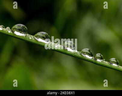 Un macrofo di gocce d'acqua raccolte su un filo d'erba sullo sfondo isolato Foto Stock