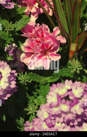 Splendidi fiori di geranio d'estate che crescono nel giardino dei fiori. Foto Stock