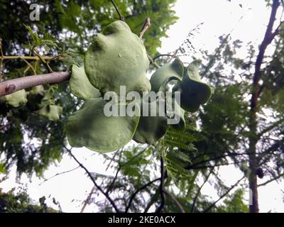 Semi di Jacaranda mimosifolia trovati in India. Foto Stock