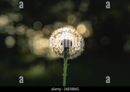 Primo piano su frutti maturi di piante di dente di leone comune Foto Stock