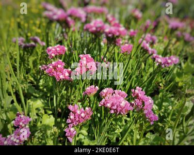 Un primo piano di splendidi fiori di Limonium sinuatum nel giardino botanico di Oulu, Finlandia Foto Stock
