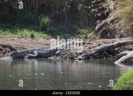 Coccodrillo del Nilo (Crocodylus niloticus), adulto che si crogiola Foto Stock