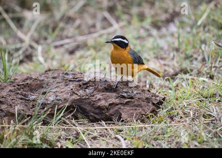 Robin-chat bianco-marrone (Cossyfa heuglini) alla ricerca di insetti su un cowpat Foto Stock