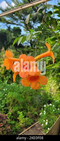 Uno scatto verticale di un fiore di grande flora di Campsis in un giardino Foto Stock