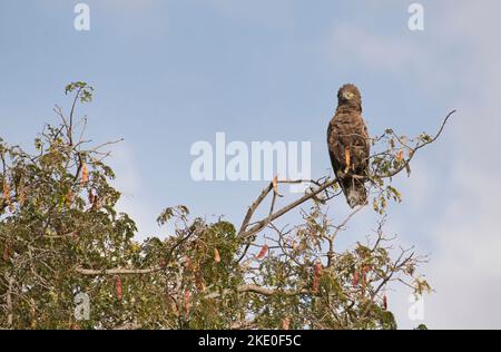 Serpente-aquila marrone (Circaetus cinereous) arroccato in un albero Foto Stock