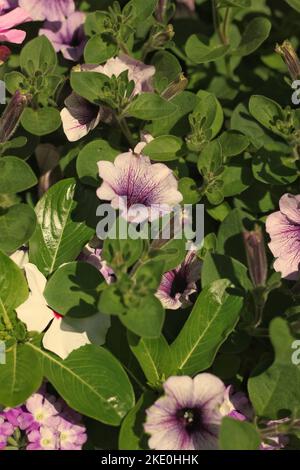 Splendidi fiori di geranio d'estate che crescono nel giardino dei fiori. Foto Stock