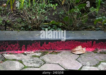 Una foto di una foglia asciutta su una pavimentazione con sabbia rossa attaccata ad una parete nera contro uno sfondo verde di pianta di casa. Vista fresca della natura. Foto Stock