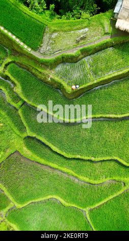 Una vista aerea verticale del terrazzo di riso di Tegallalang a Bali, Indonesia Foto Stock