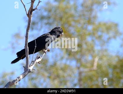 Un colpo selettivo di fuoco di un uccello nero del cockatoo appollaiato su un ramo dell'albero Foto Stock