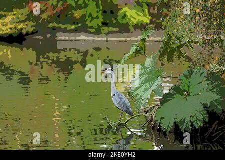 Illustrazione di un uccello d'acqua di airone grigio in piedi alto al bordo di un laghetto del giardino. Foto Stock