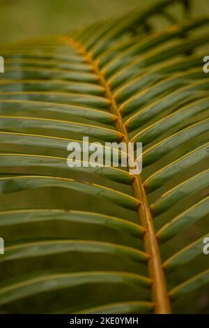 Un primo piano verticale di verde tropicale foglia di cocco texture Foto Stock