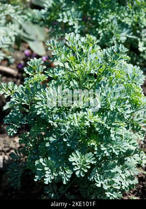 Estate glaucs fogliame di erba Ruta graveolens - Rue in UK giardino giugno Foto Stock