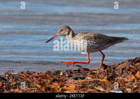 Rotschenkel, Tringa totanus, redshank, redshank comune, le Chevalier gambette Foto Stock