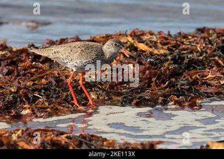 Rotschenkel, Tringa totanus, redshank, redshank comune, le Chevalier gambette Foto Stock