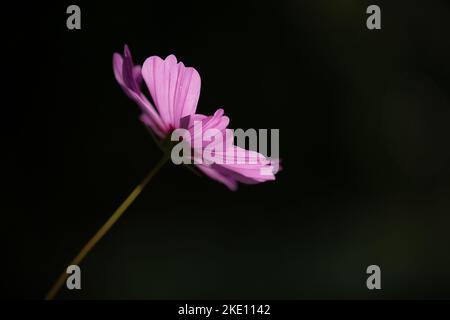 Primo piano di un delizioso e tenero fiore di viola in luce mistica. La prospettiva verticale dà un umore melanconico. Foto Stock