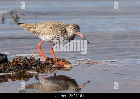 Rotschenkel, Tringa totanus, redshank, redshank comune, le Chevalier gambette Foto Stock