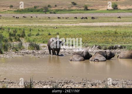 L'Area di conservazione del Cratere di Ngorongoro con tre bufalo del capo in un laghetto fangoso, due sdraiati e uno in piedi. Foto Stock
