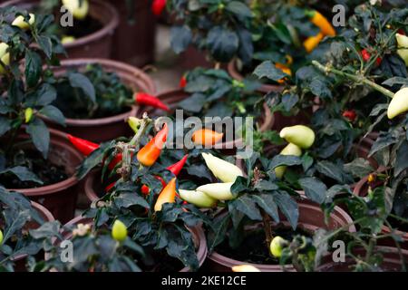 Primo piano immagine del piccante Kanthari Chili Garden Foto Stock