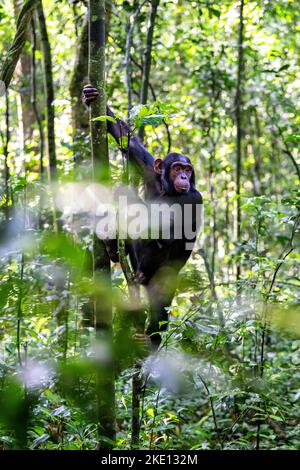 Giovane scimpanzé maschio, Pan troglodytes, arrampicandosi su un albero, come si vede attraverso una pausa nella fitta foresta pluviale sottobosco. Parco Nazionale di Kibale, Uganda. Foto Stock