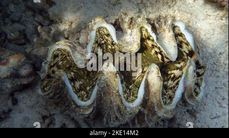 Rugose vongola gigante. Molluschi, tipo Mollusca. Molluschi bivalvi. Famiglia Tridacnidae - Tridacnidae. Grande tridacna. Foto Stock