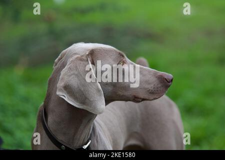 Bella testa in profilo di un feroce cane weimaraner in natura selvaggia. Foto Stock