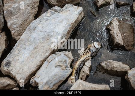 Ossa di pesce della carpa che si stendano sulle rocce in acqua Foto Stock