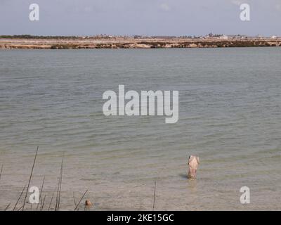 Riserva regionale di las Salinas y Arenales de San Pedro del Pinatar (Regione di Murcia, Regno di Spagna) Foto Stock