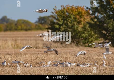 Masse di gabbiani dalla testa nera (Chromicocephalus ridibundus) che seguono il trattore per la perforazione diretta dei fagioli nella stoppia autunnale . Suffolk, Regno Unito Foto Stock