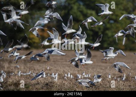 Masse di gabbiani dalla testa nera (Chromicocephalus ridibundus) che seguono il trattore per la perforazione diretta dei fagioli nella stoppia autunnale . Suffolk, Regno Unito Foto Stock