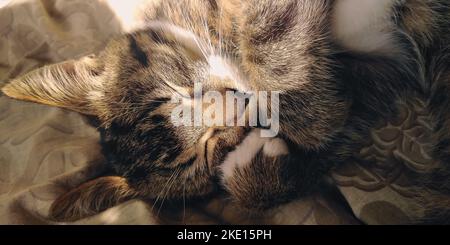 Primo piano del gattino da tabby. Il gatto dorme a casa al sole. Foto Stock