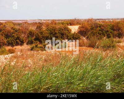 Riserva regionale di las Salinas y Arenales de San Pedro del Pinatar (Regione di Murcia, Regno di Spagna) Foto Stock