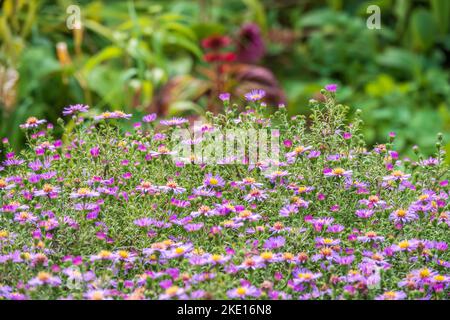 Aster amellus, margherita viola. Margherite - Fiori primaverili. Primo piano di fiori porpora di daisy Michaelmas, Aster amellus Rudolf goethe, in un giardino. Beau Foto Stock