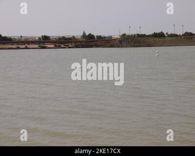 Riserva regionale di las Salinas y Arenales de San Pedro del Pinatar (Regione di Murcia, Regno di Spagna) Foto Stock