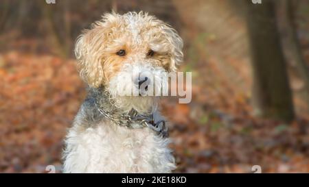 Uno scatto in primo piano di un cane Terrier della volpe del filo che guarda intorno nel campo Foto Stock