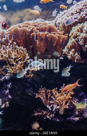 Piccoli pesci nuotano in un acquario vicino a piante acquatiche in acqua blu. Foto Stock