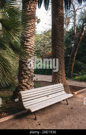 panca di legno bianco accanto a enormi tronchi di palma in un parco su un sentiero pedonale di sabbia delimitato da confini in cemento. Foto Stock