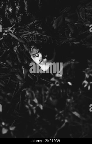 gatto nero con un muso bianco e collo siede tra le piante verdi in un letto di fiori e guarda direttamente nella macchina fotografica. Foto Stock