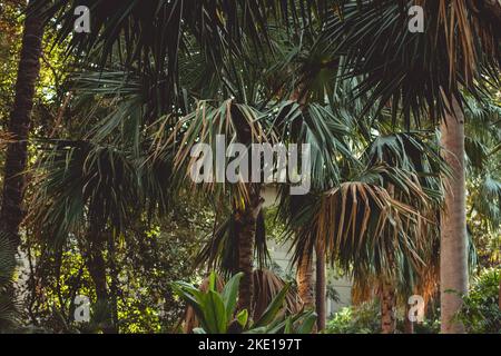 parco con alberi enormi con foglie verdi su cui splende il sole estivo. Foto Stock