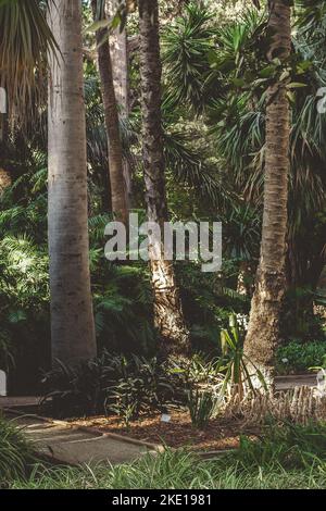 parco con alberi con tronchi enormi che crescono in aiuole accanto ad un sentiero pedonale di sabbia delimitato da bordi di metallo e accanto a aiuole di fiori con pl verde Foto Stock