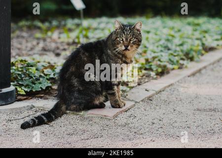 il gatto marrone è seduto in un letto di fiori in un parco vicino ad un sentiero pedonale di sabbia delimitato da cordoli di mattoni. Foto Stock