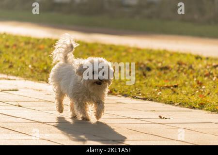 Cane Maltese in miniatura su un sentiero. Un giocoso cane bianco maltese su un sentiero in una giornata invernale soleggiata. Il cane maltese appartiene al gruppo del nano do Foto Stock