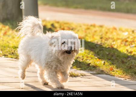 Cane Maltese in miniatura su un sentiero. Un giocoso cane bianco maltese su un sentiero in una giornata invernale soleggiata. Il cane maltese appartiene al gruppo del nano do Foto Stock