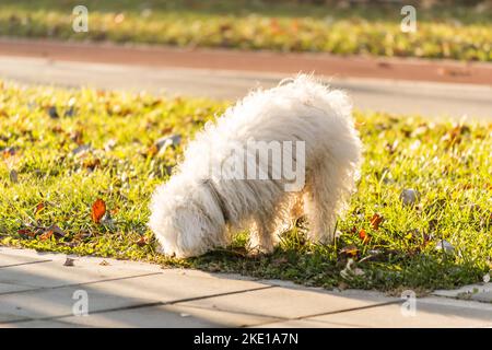 Cane Maltese in miniatura su un sentiero. Un giocoso cane bianco maltese su un sentiero in una giornata invernale soleggiata. Il cane maltese appartiene al gruppo del nano do Foto Stock