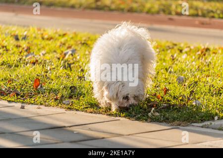 Cane Maltese in miniatura su un sentiero. Un giocoso cane bianco maltese su un sentiero in una giornata invernale soleggiata. Il cane maltese appartiene al gruppo del nano do Foto Stock