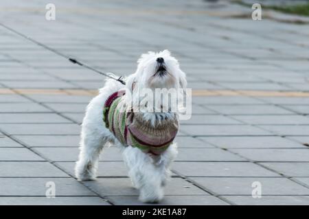 Cane Maltese in miniatura su un sentiero. Un giocoso cane bianco maltese su un sentiero in una giornata invernale soleggiata. Il cane maltese appartiene al gruppo del nano do Foto Stock